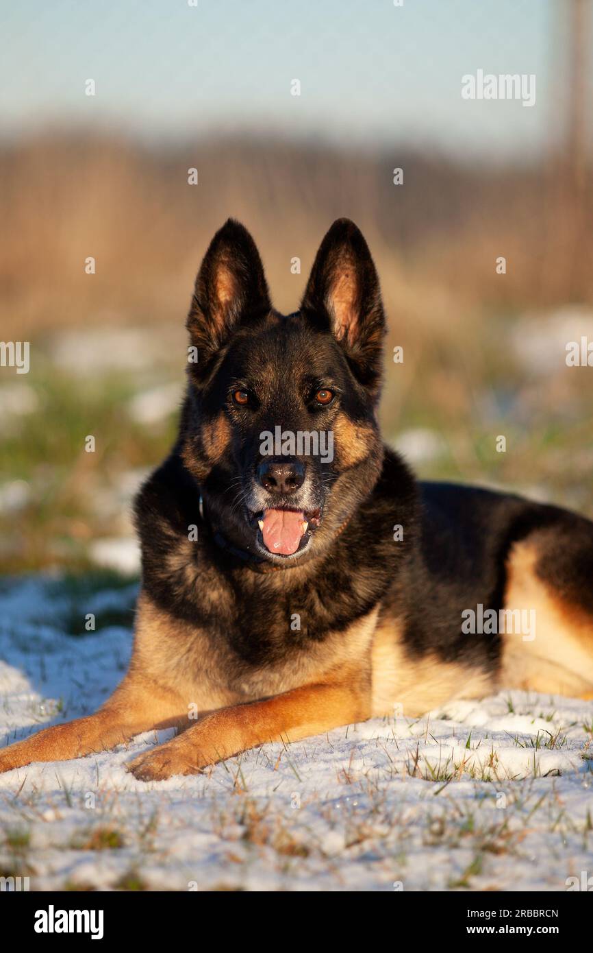 Chien berger allemand en hiver reposent dehors dans la neige Banque D'Images