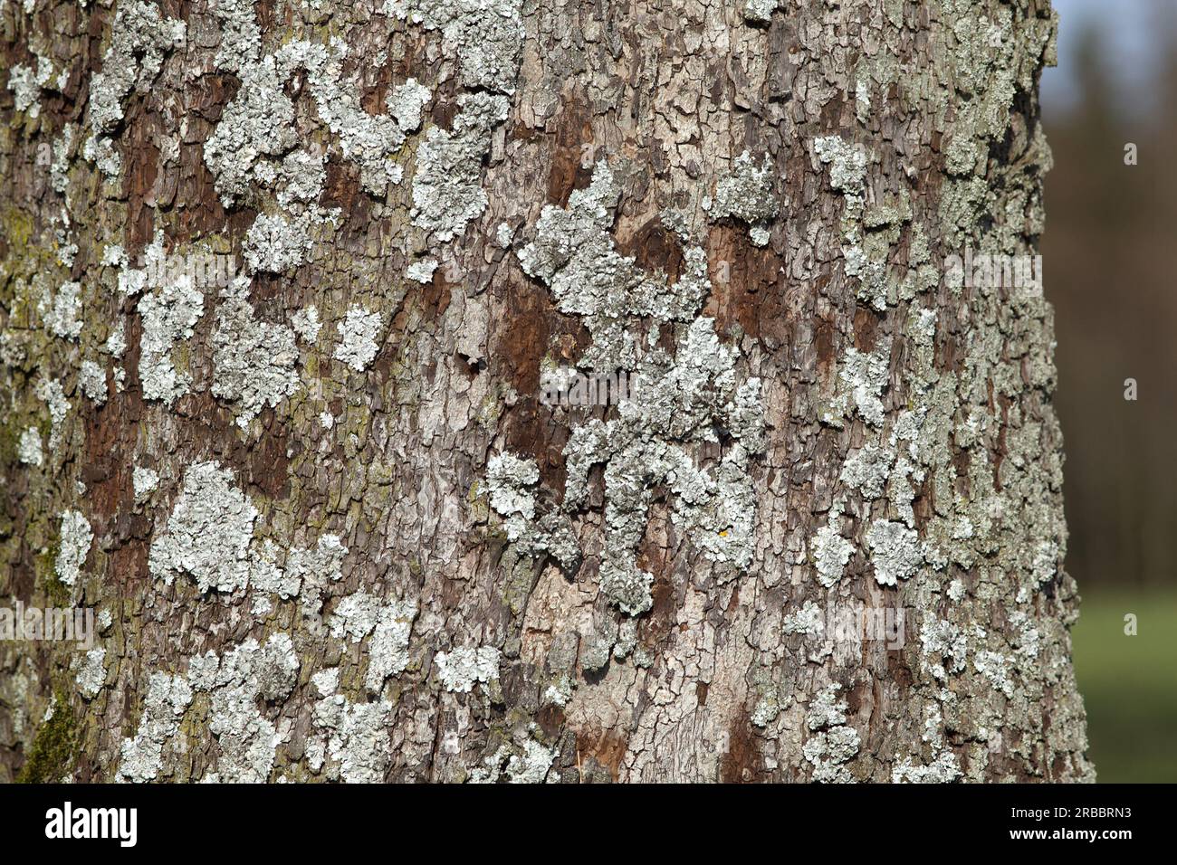 lichen sur bois. Parmelina pastillifera Banque D'Images