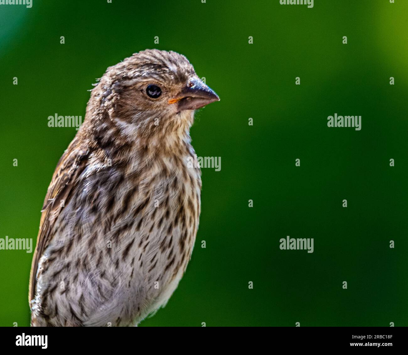 Cassin's Finch female.Adult female sont rouges autour du visage et du haut de la poitrine. Tôt le matin parmi les feuilles vertes luxuriantes d'un érable canadien. Banque D'Images