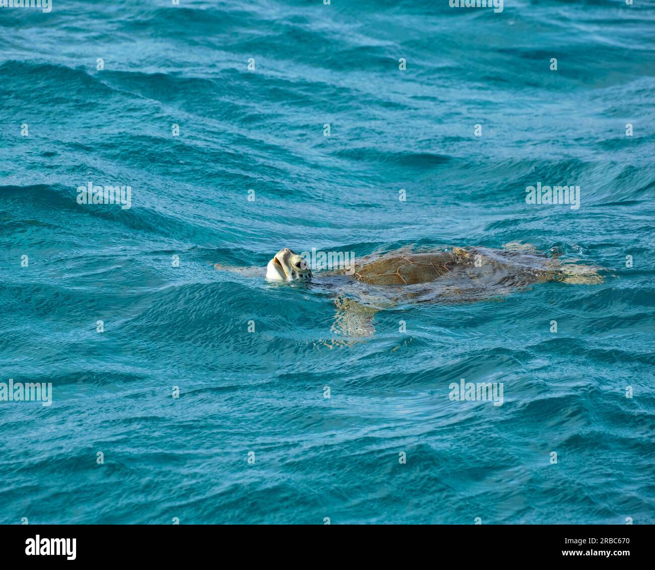 Une tortue verte nage à la surface de l'eau turquoise de la mer des Caraïbes à Tobago Cays, St. Vincent et les Grenadines Banque D'Images