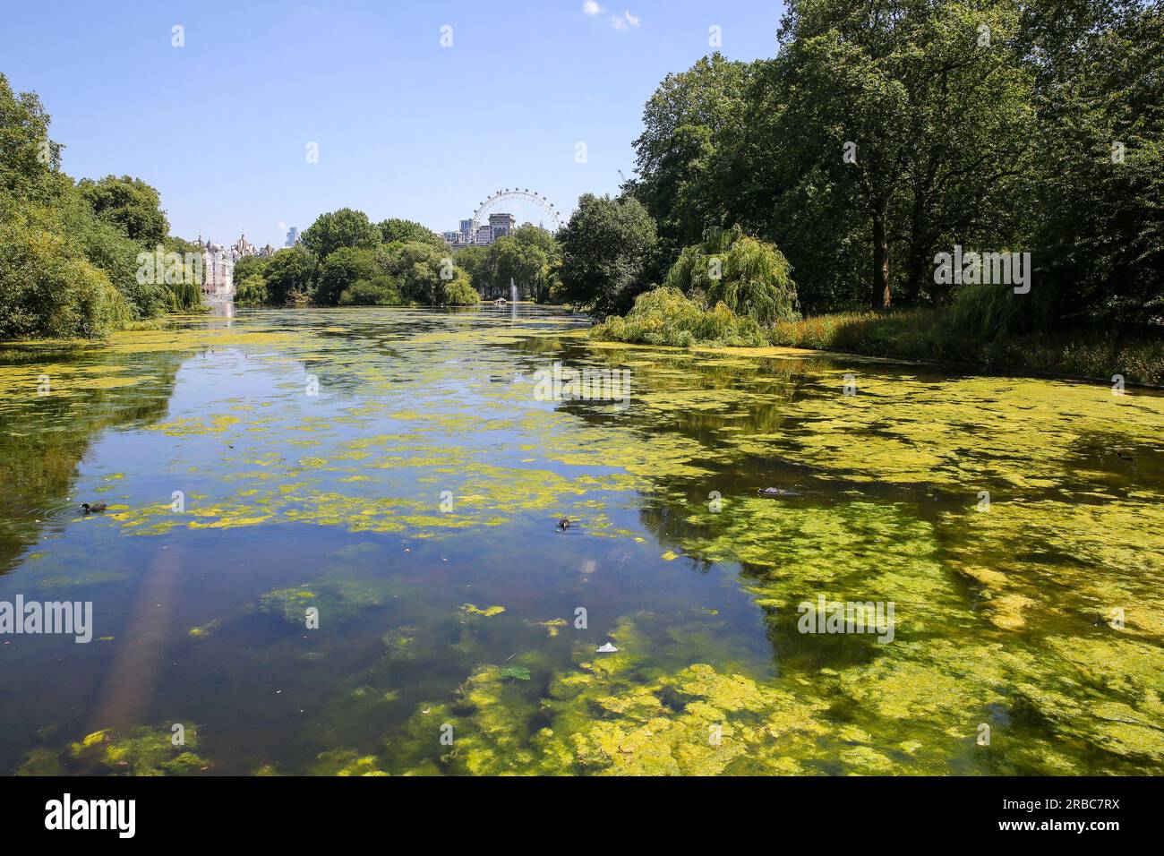 Londres, Royaume-Uni. 7 juillet 2023. Cette photo prise le 7 juillet 2023 montre des algues vertes sur un lac de St James's Park, Londres, Grande-Bretagne. Crédit : Li Ying/Xinhua/Alamy Live News Banque D'Images