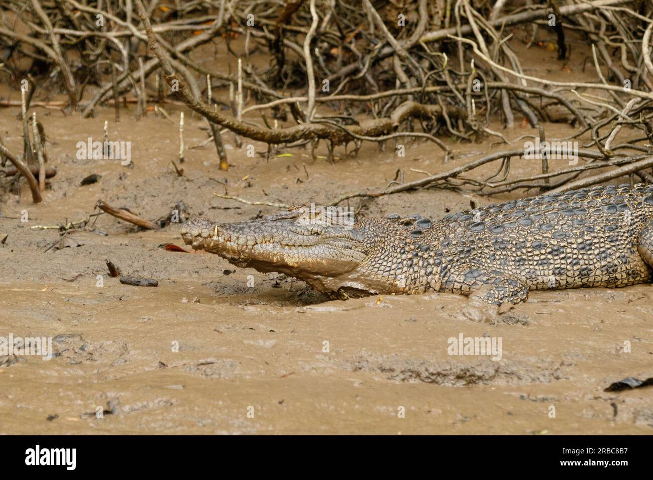 Crocodile estuarien femelle (Crocodylus porosus) sur les rives de la rivière Daintree dans l'extrême nord tropical du Queensland, Australie Banque D'Images