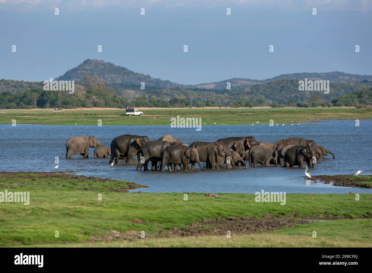 Un troupeau d'éléphants sauvages boit dans le réservoir Minneriya (réservoir artificiel) dans le parc national de Minneriya à Habarana dans le centre du Sri Lanka. Banque D'Images