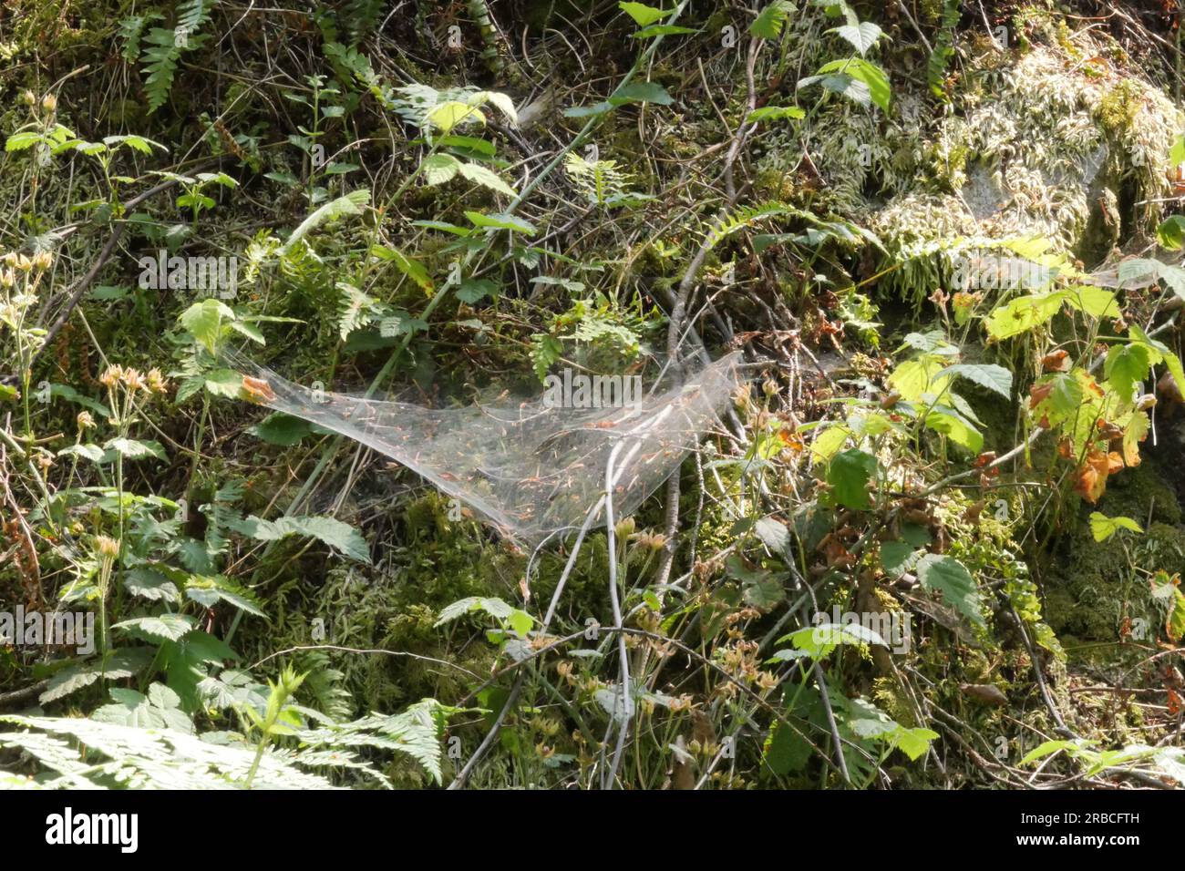 Gros plan d'une toile d'araignée trouvée dans les bois du parc Lighthouse à West Vancouver, Colombie-Britannique, Canada Banque D'Images