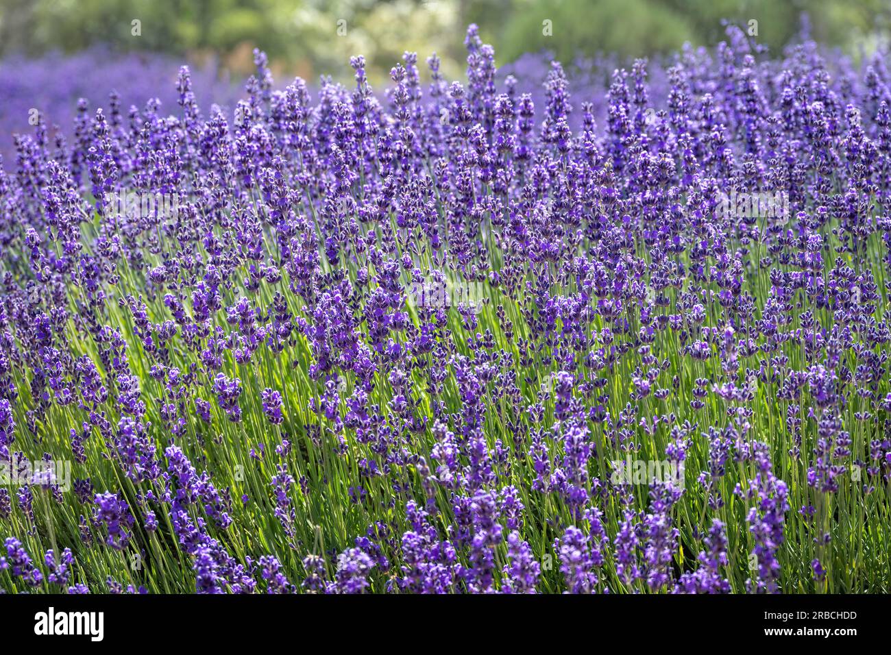 Champ de lavande anglaise, Outsidepride Lavandula angustifolia, vraie lavande, jardin d'herbes Banque D'Images