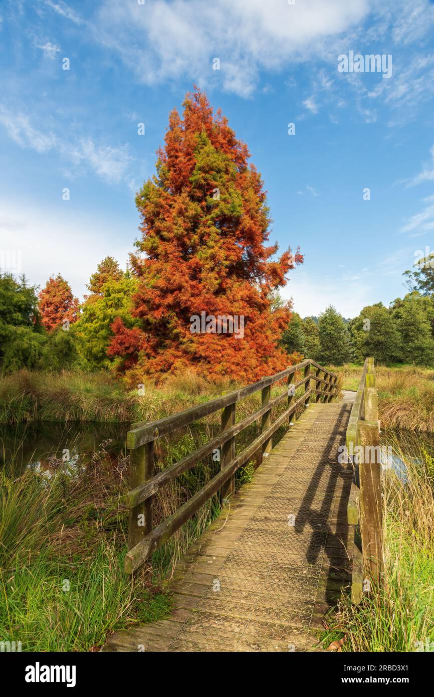Paysage d'automne avec un arbre de couleur rouge le long du côté d'une rivière avec un pont en bois traversant. Banque D'Images