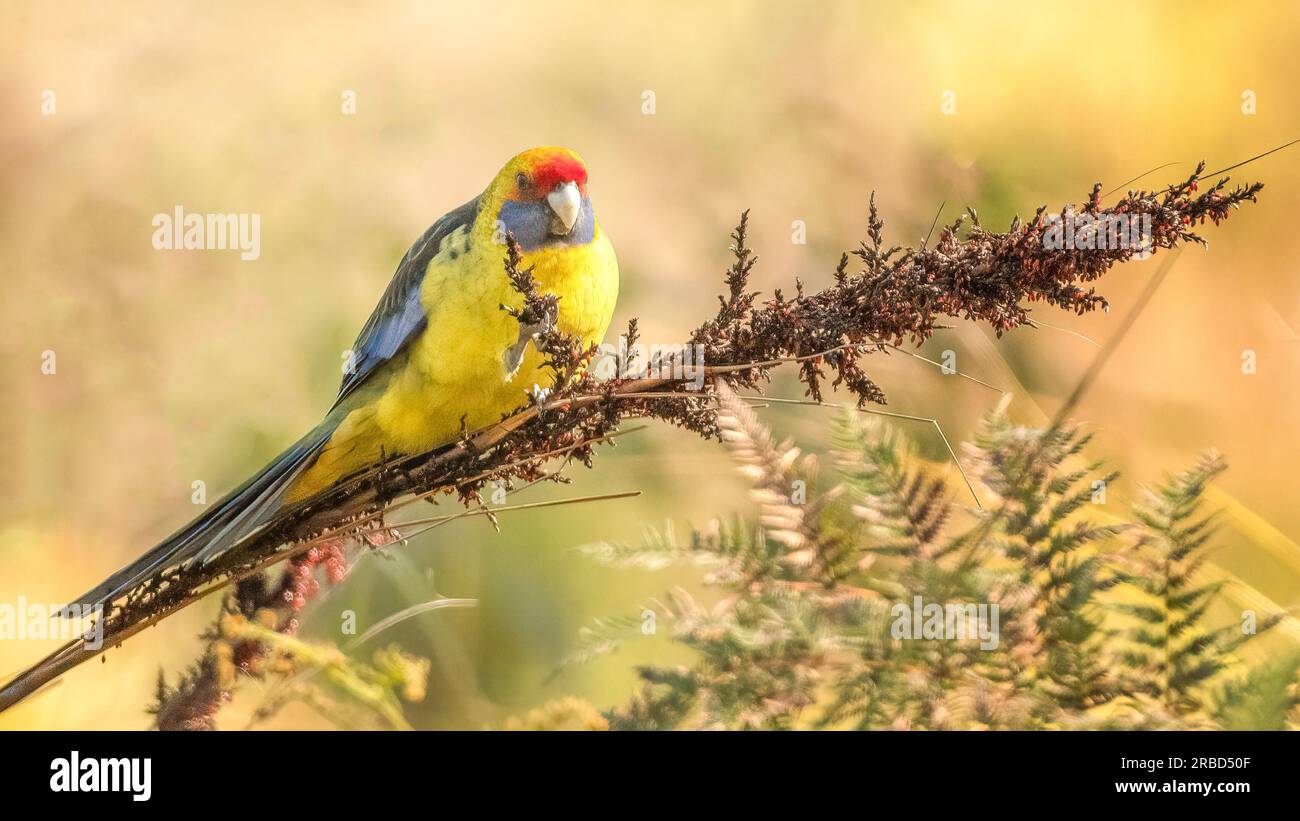 La rosella verte ou rosella de Tasmanie (Platycercus caledonicus ) est une espèce de perroquet originaire de Tasmanie et des îles du détroit de Bass. Banque D'Images