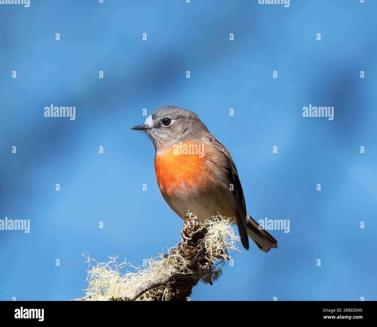 Le Scarlet Robin est un Robin de taille moyenne, avec une apparence dodue et compacte. Trouvé dans le sud-est de l'Australie et en Tasmanie. Banque D'Images