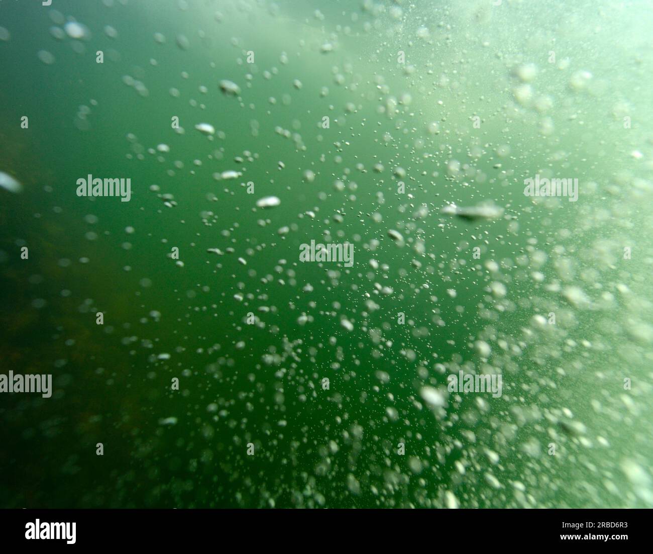 Nénuphars, plantes, Nymphaeaceae, famille de plantes, eau, lac, limnique, eau douce, plantes, plante, stationnaire, coulant, racine, profonde, fleur, leaf, le flo Banque D'Images