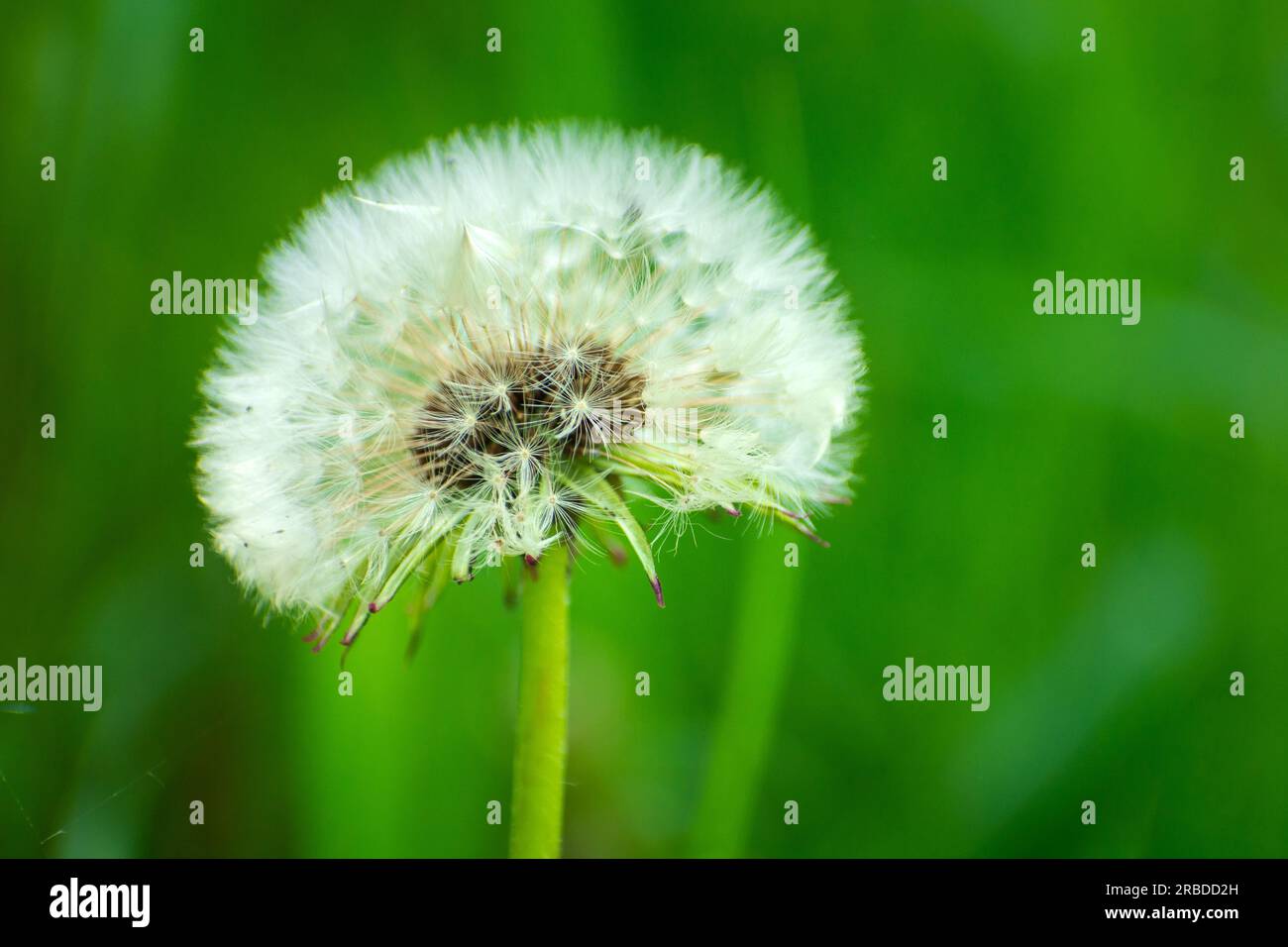 Pissenlit blanc unique sur fond d'herbe verte, Pologne orientale Banque D'Images