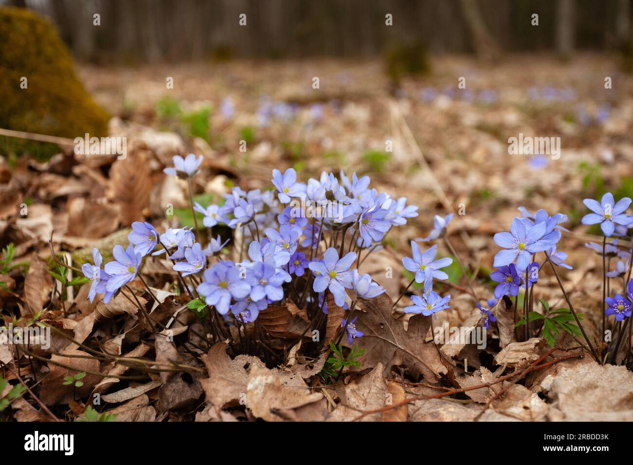 Un groupe de fleurs d'hépatica poussant sur une prairie forestière, vue printanière, Pologne orientale Banque D'Images