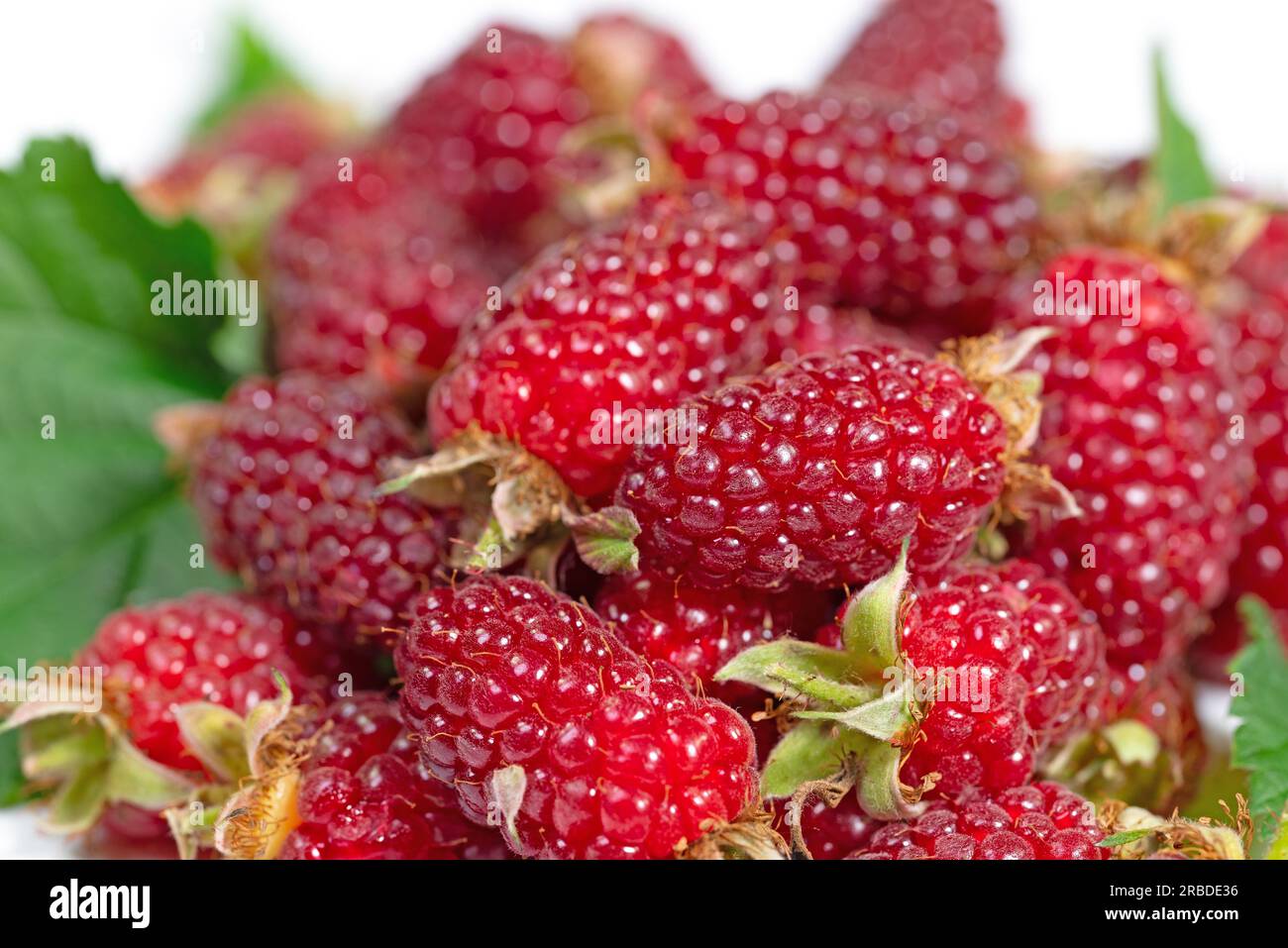 Récolté Tayberries dans un gros plan Banque D'Images