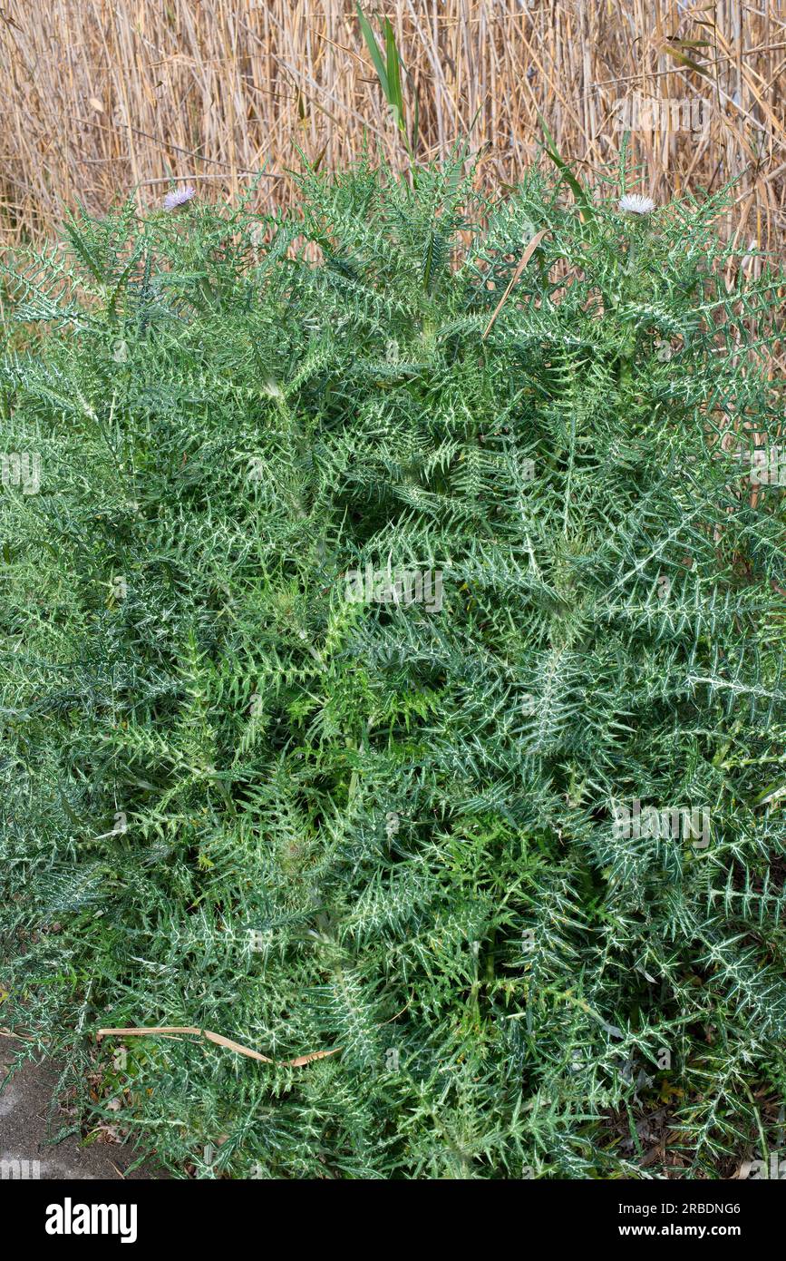 Le chardon Marie violet (Galactites tomentosa) est une herbe biennale originaire de la région méditerranéenne. Angiospermes. Asteraceae. Cette photo a été prise à Llobrega Banque D'Images