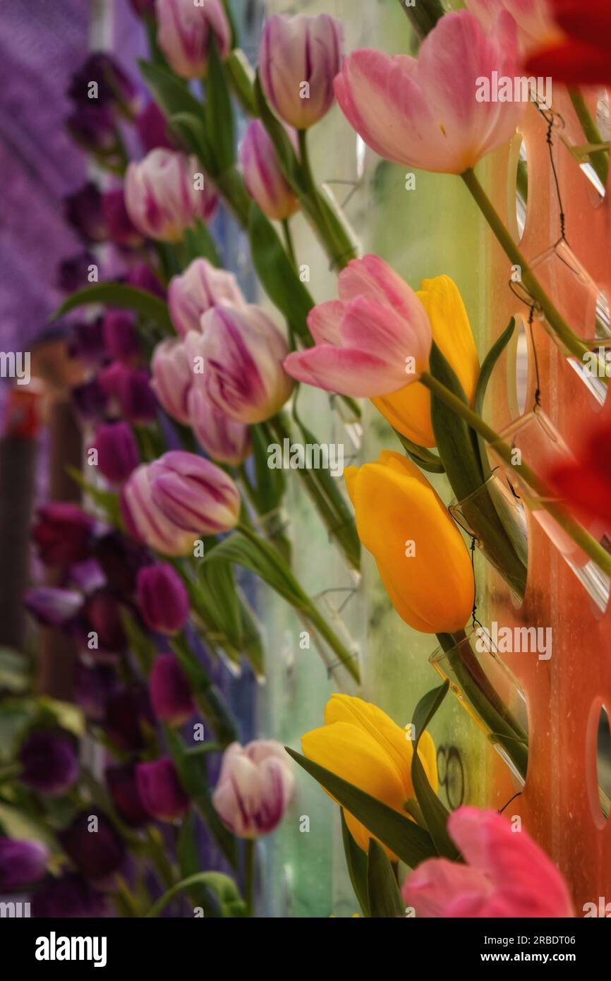 Découvrez la beauté étonnante de plusieurs fleurs dans des tons roses, rouges et blancs, gracieusement illuminées par la lumière du soleil. Une symphonie captivante de c Banque D'Images