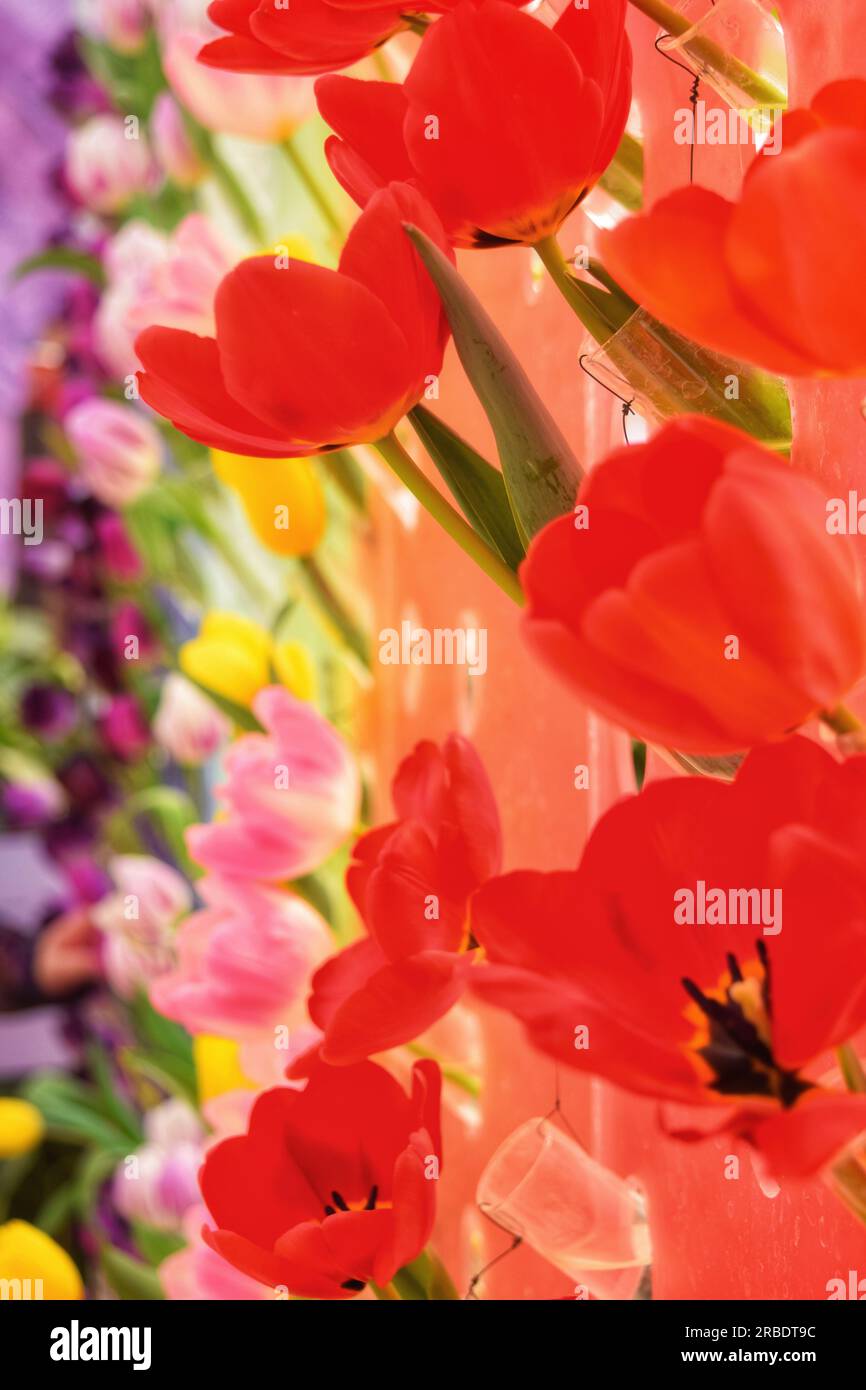 Découvrez la beauté étonnante de plusieurs fleurs dans des tons roses, rouges et blancs, gracieusement illuminées par la lumière du soleil. Une symphonie captivante de c Banque D'Images