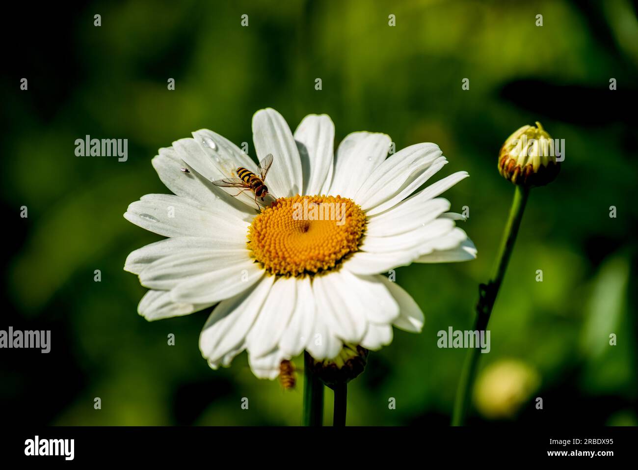 Hoverfly assis sur une grande fleur de Marguerite. Banque D'Images