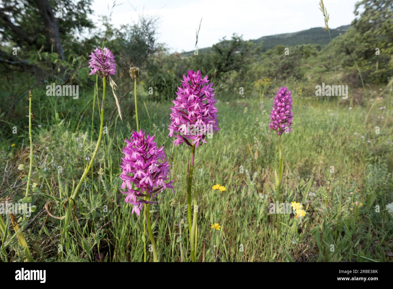 Anacamptis pyramidalis (orchidée pyramidale) Banque D'Images