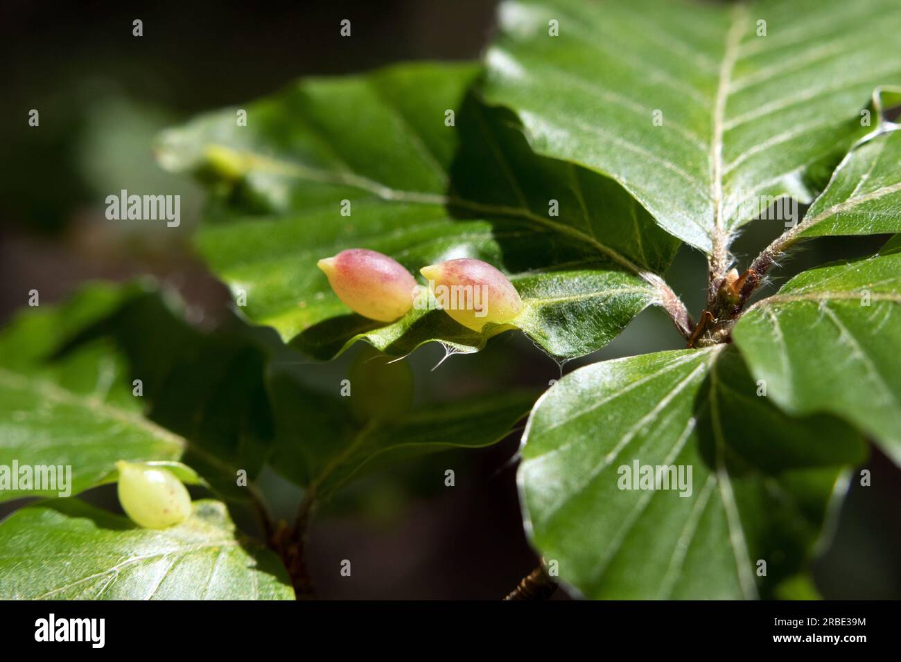 Midge (Mikiola fagi) Galles sur les feuilles de hêtre Banque D'Images