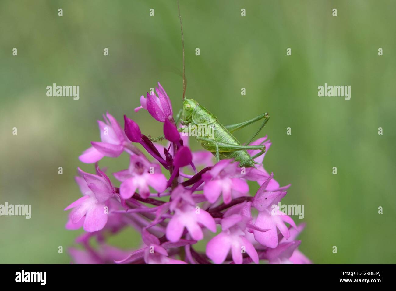 Orchidée pyramidale (Anacamptis pyramidalis) et Green Cricket Banque D'Images