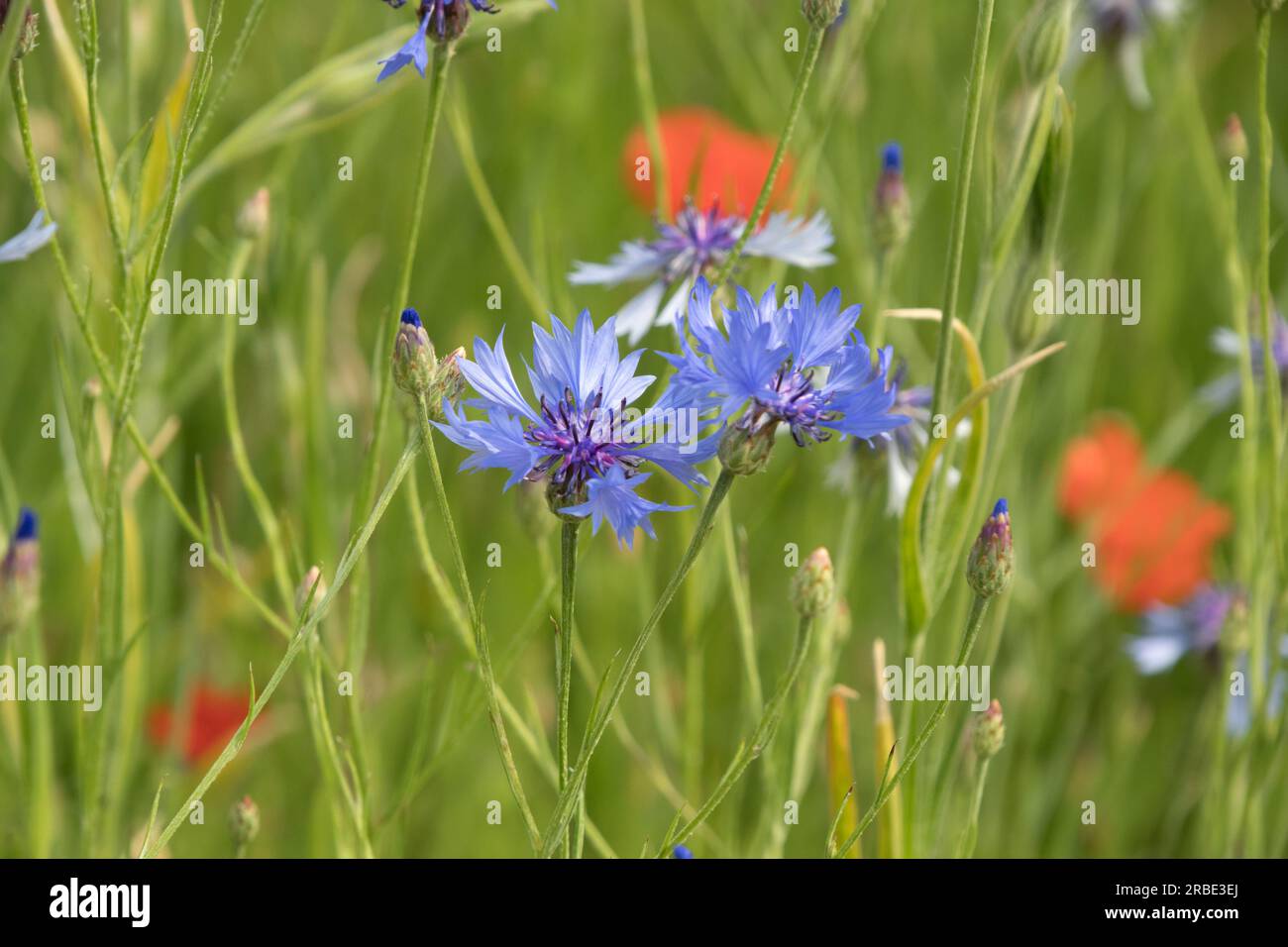 Bleuet (Centaurea cyanus) avec pour toile de fond des coquelicots rouges poussant dans une prairie de fleurs sauvages Banque D'Images