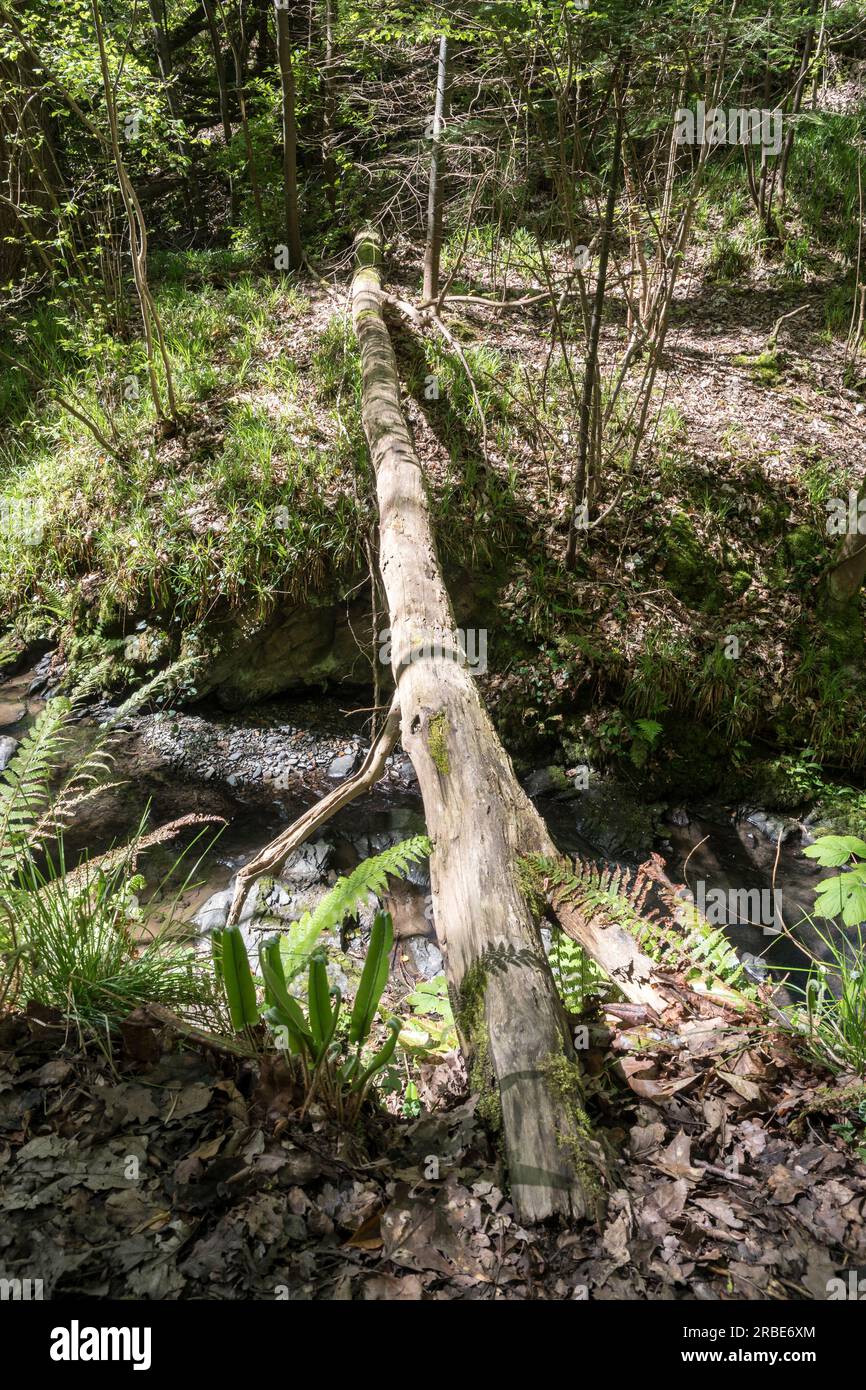 Arbre tombé traversant un ruisseau après une tempête dans les bois Banque D'Images