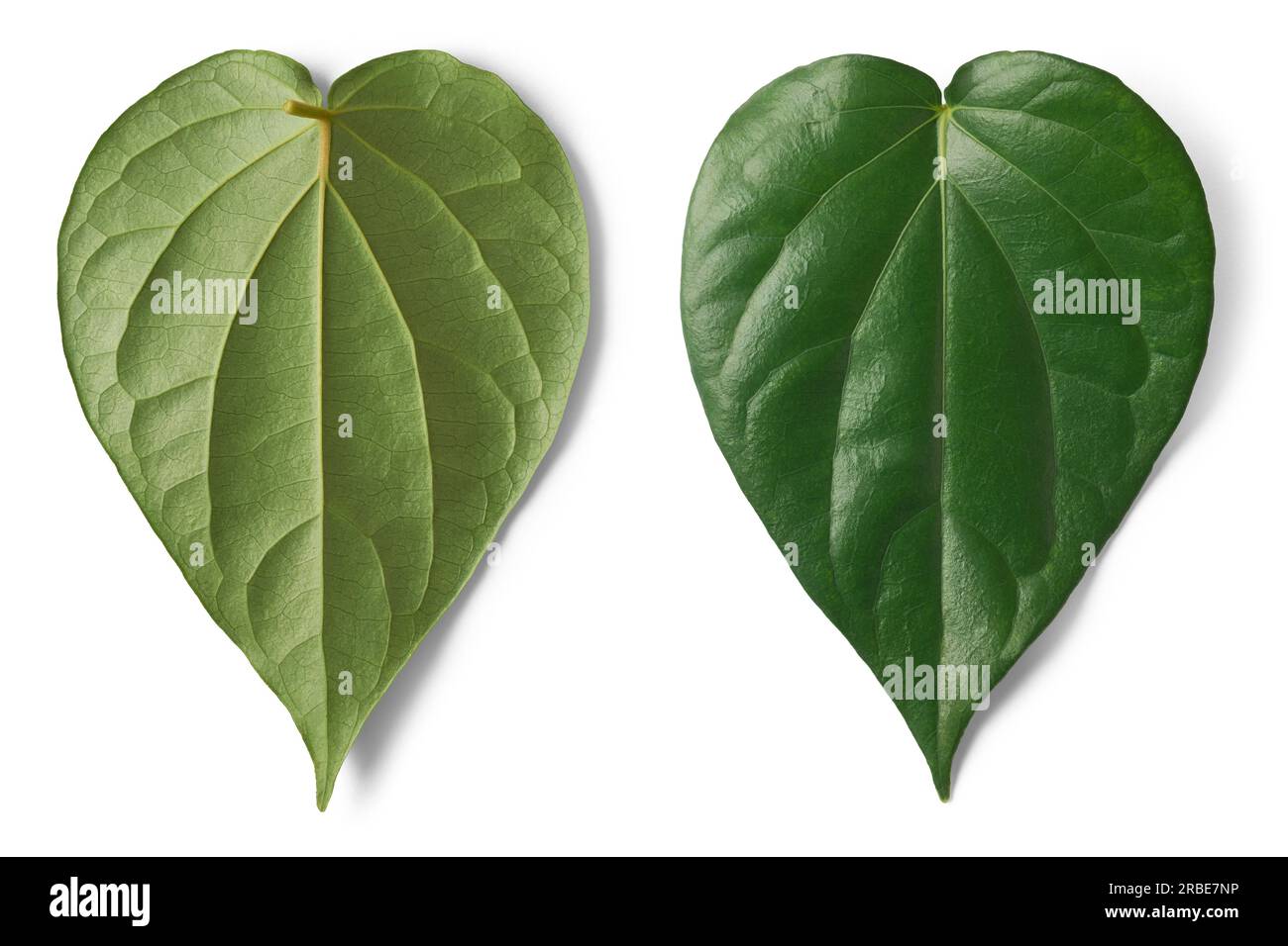 gros plan de feuilles de vigne de bétel, piper betle, plante de grimpeur pérenne indigène de l'asie du sud-est, vigne commercialement importante isolée sur blanc Banque D'Images