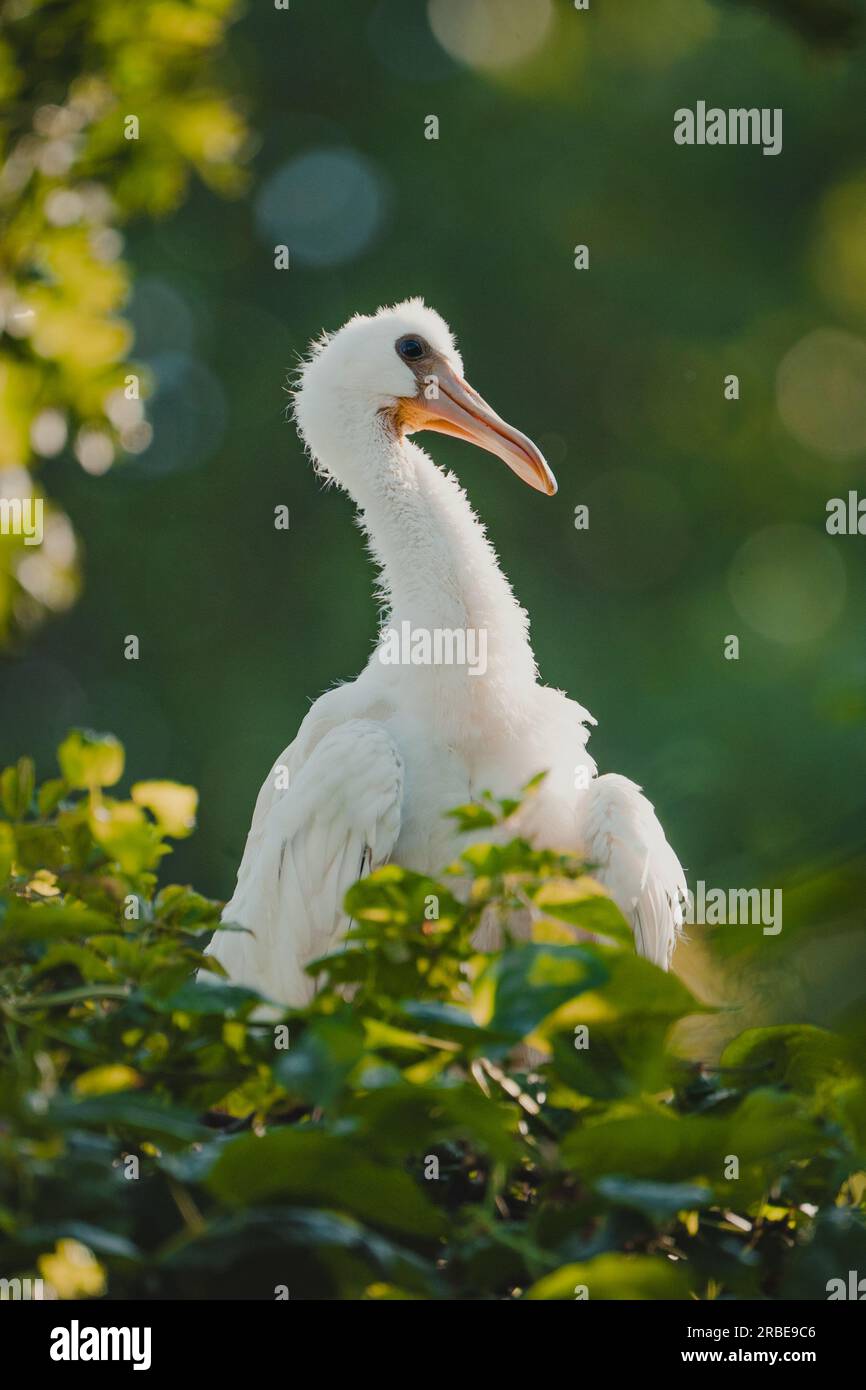 Spoonbill dans les arbres Banque D'Images