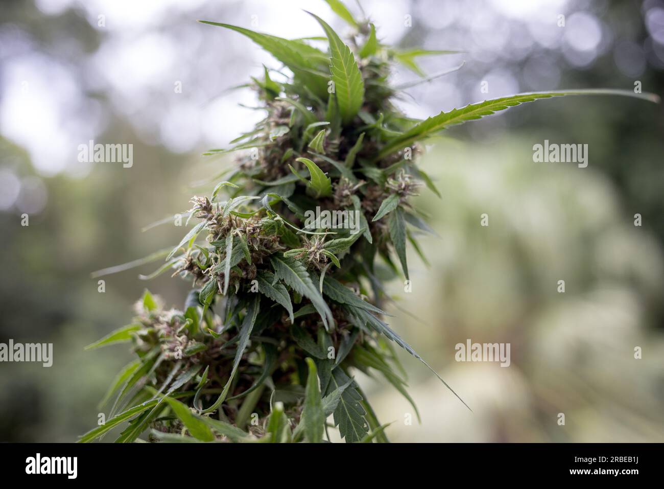 Plants de cannabis naissant dans une petite ferme de marijuana à Mae Hong Song, dans le nord de la Thaïlande, le 9 juillet 2023. Banque D'Images