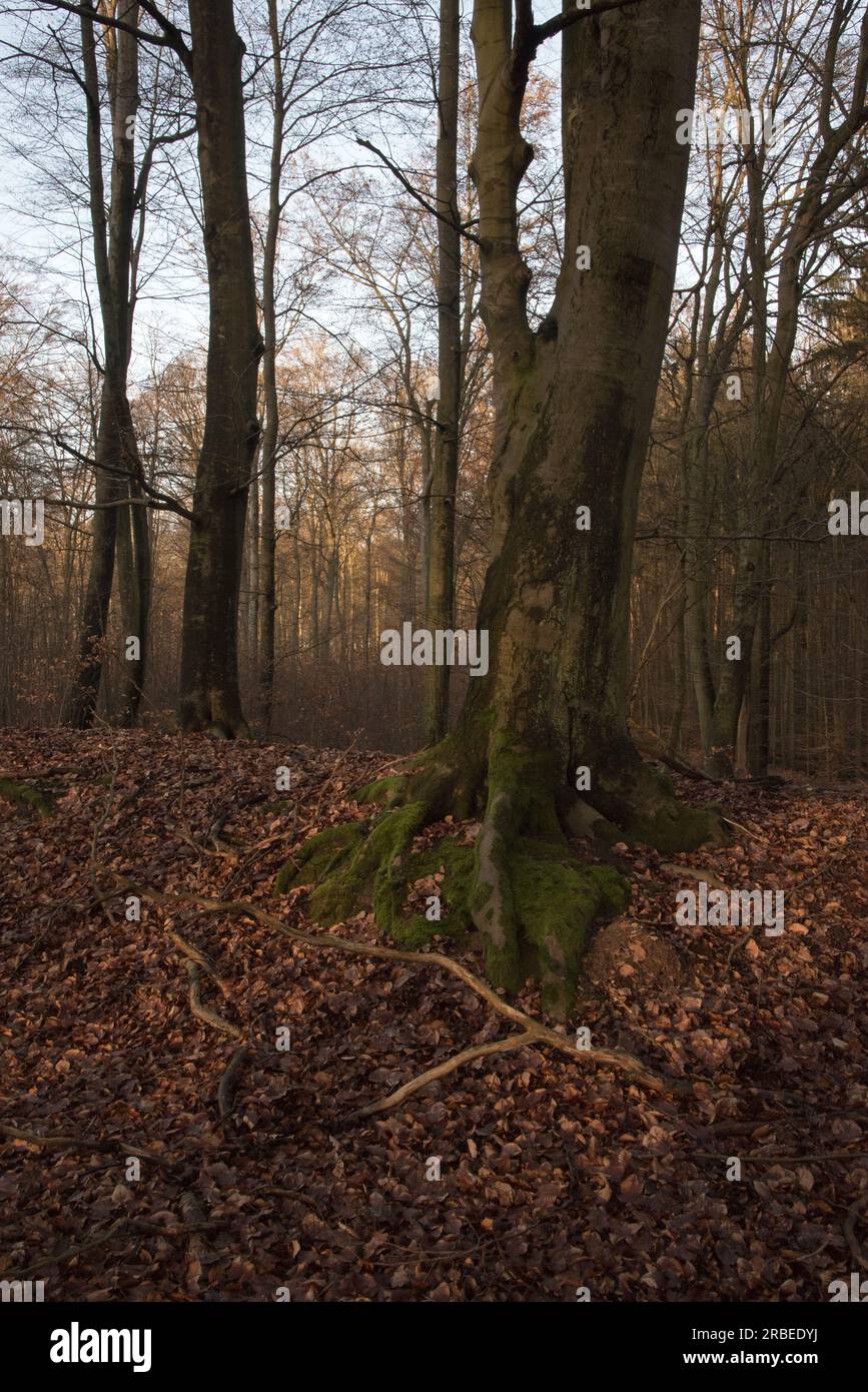 La forêt de Grumsin est un site du patrimoine mondial de l'UNESCO protégeant la forêt de hêtres commune naturelle dans le district d'Uckermark en Allemagne Banque D'Images