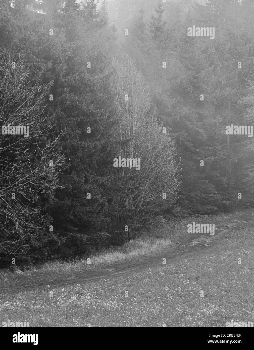 Chemin dans une forêt par une journée ensoleillée d'été. Paysage solitaire. Photo en noir et blanc. Banque D'Images