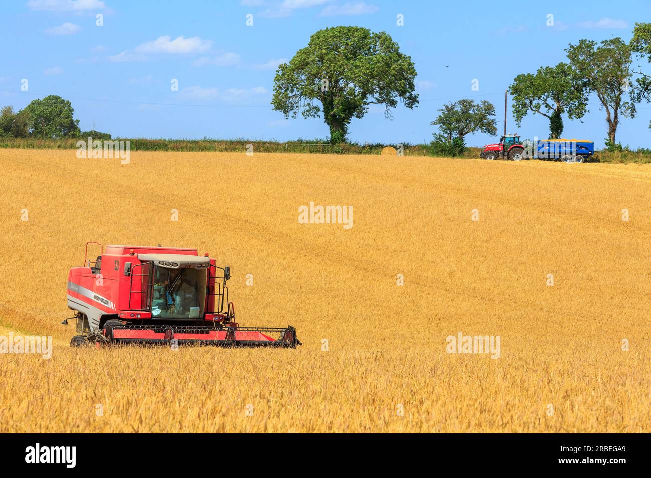7 juillet 2023 récolte de l'orge d'hiver Tardis à 14% d'humidité dans une ferme près d'Empingham, Rutland Banque D'Images