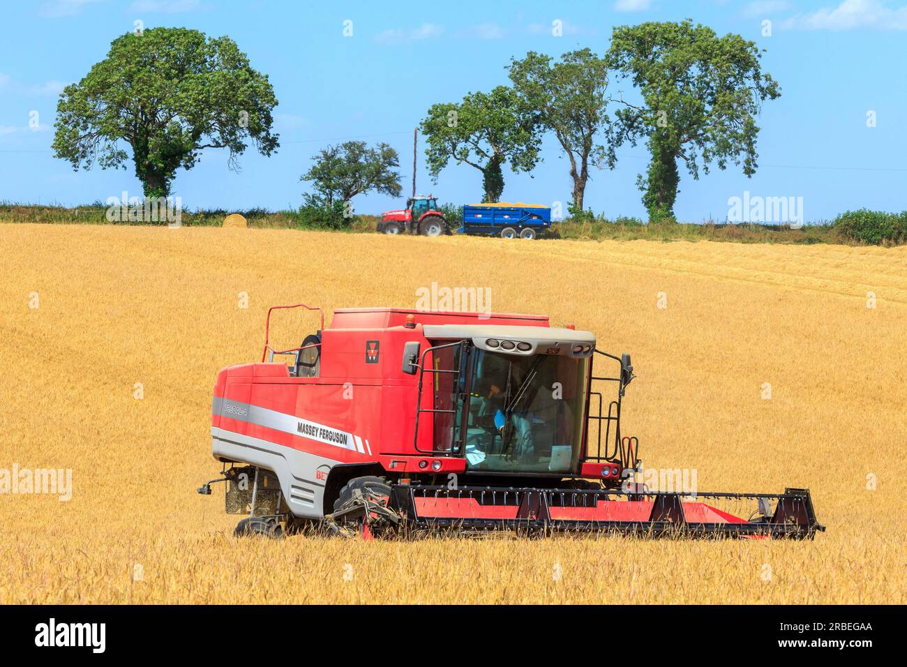 7 juillet 2023 récolte de l'orge d'hiver Tardis à 14% d'humidité dans une ferme près d'Empingham, Rutland Banque D'Images