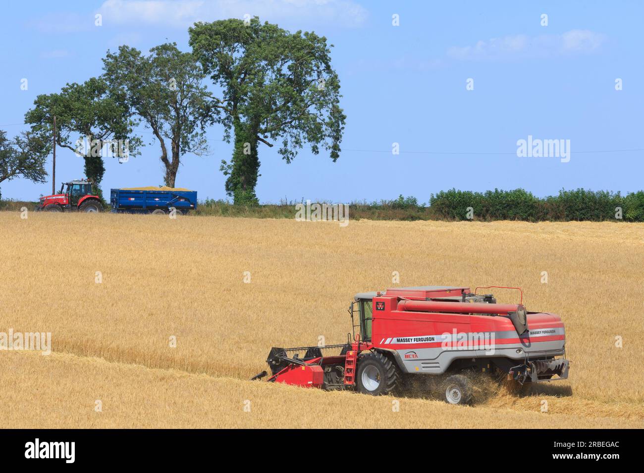 7 juillet 2023 récolte de l'orge d'hiver Tardis à 14% d'humidité dans une ferme près d'Empingham, Rutland Banque D'Images