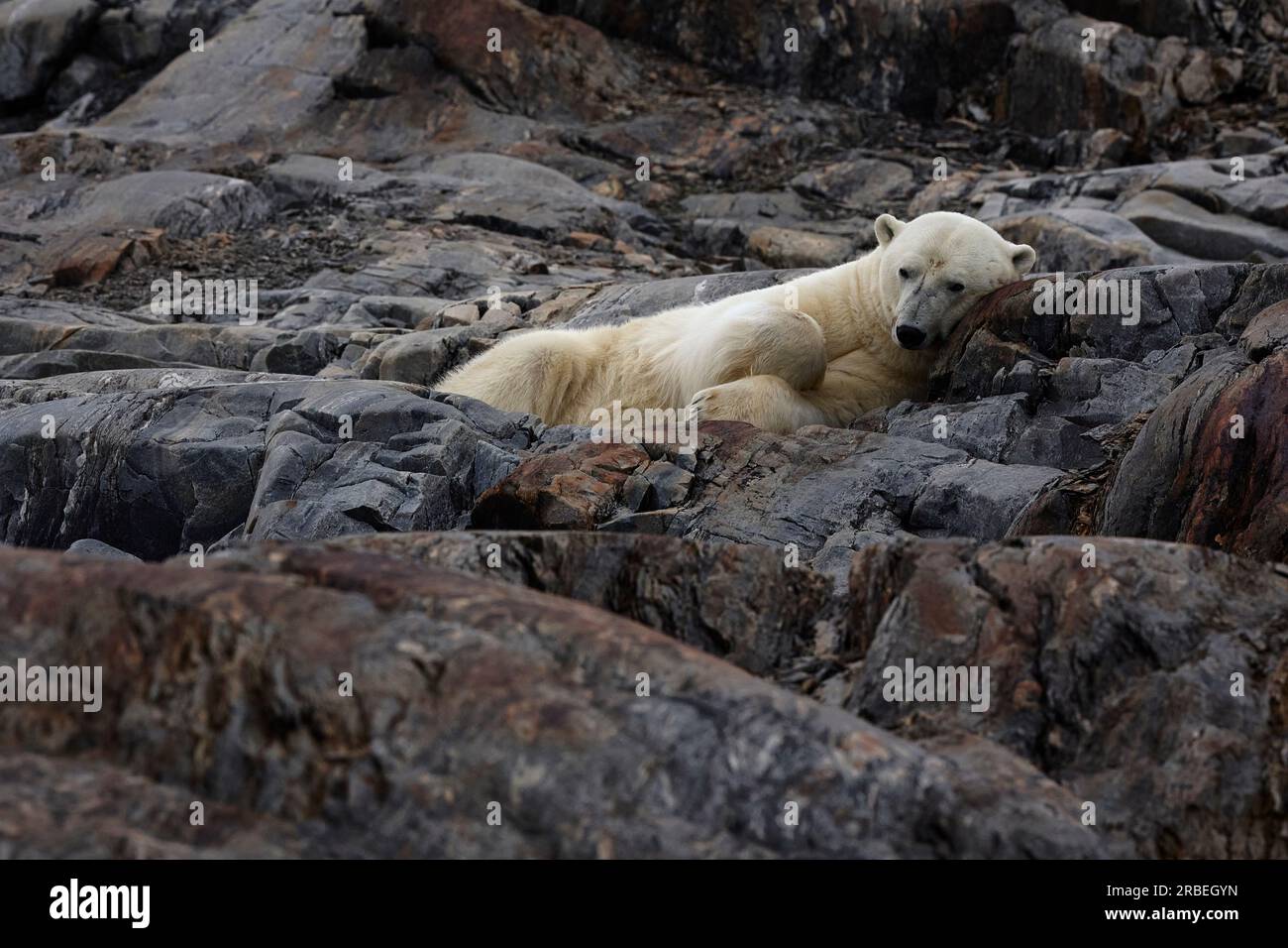 Ours polaire reposant parmi les rochers dans le Svalbard arctique Banque D'Images