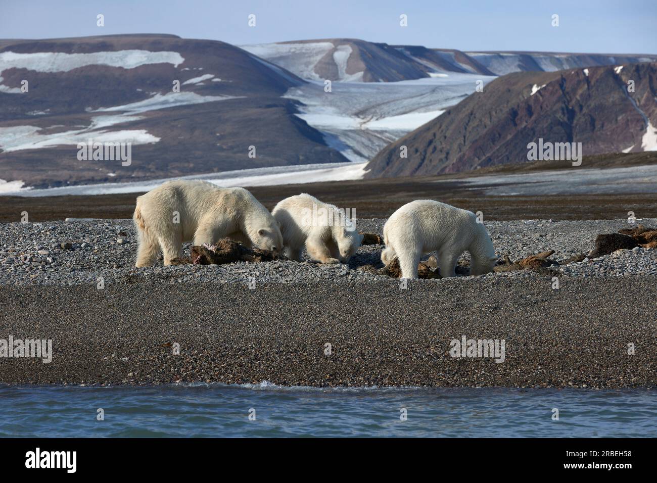 Ours polaires en feinte sur une carcasse de morse dans le Svalbard arctique Banque D'Images