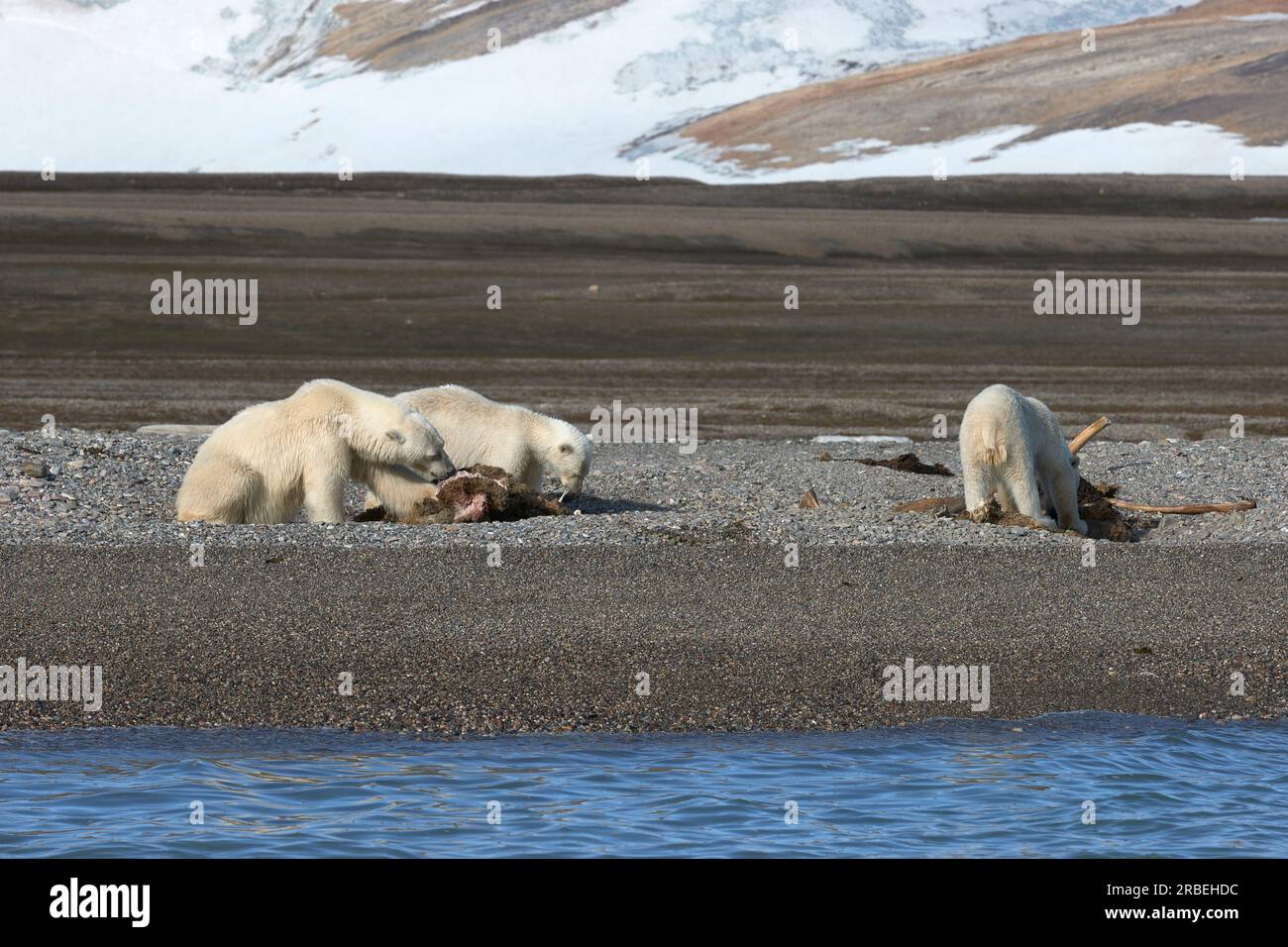 Ours polaires en feinte sur une carcasse de morse dans le Svalbard arctique Banque D'Images