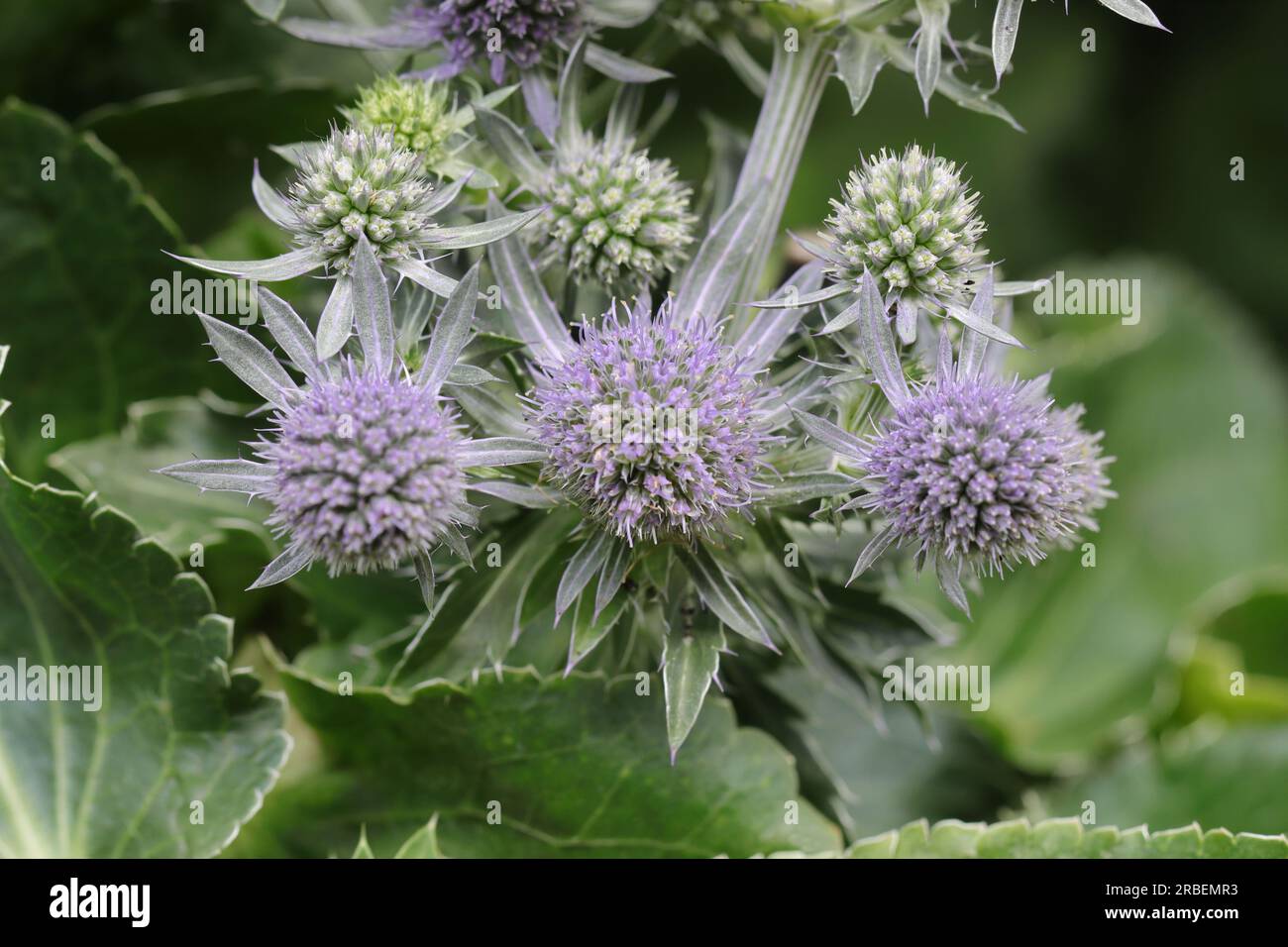 Gros plan des ombelles florales matures et non mûres d'une plante Eryngium Banque D'Images