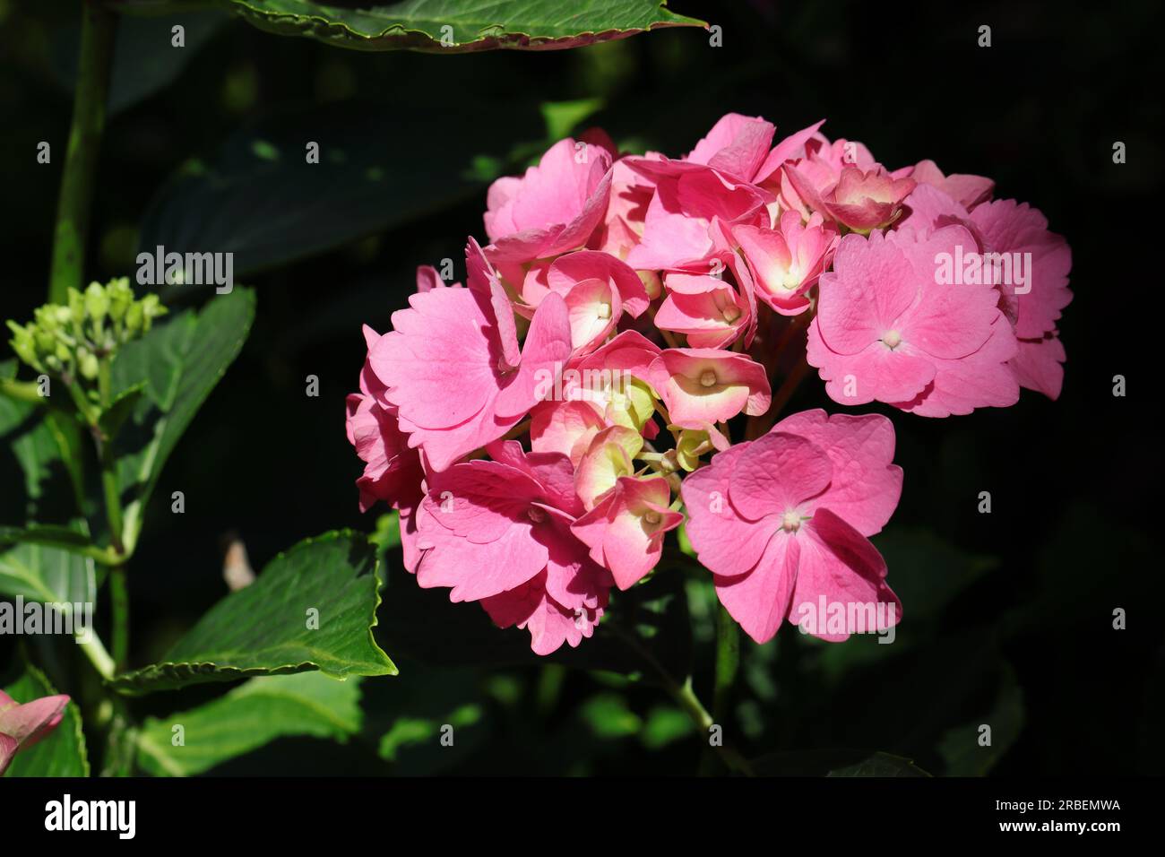 Gros plan d'une fleur rose ensoleillée de la variété Hydrangea macrophylla sur un fond naturel sombre Banque D'Images