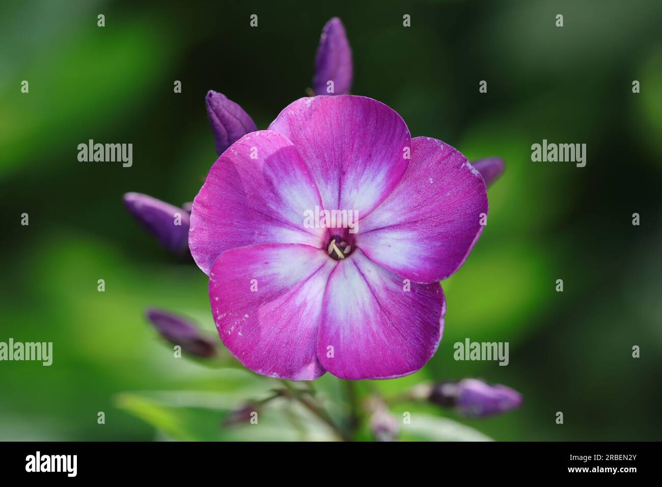 Gros plan d'une fleur unique de phlox paniculata bicolore avec des colorations violettes et blanches sur un fond vert foncé flou, espace copie Banque D'Images