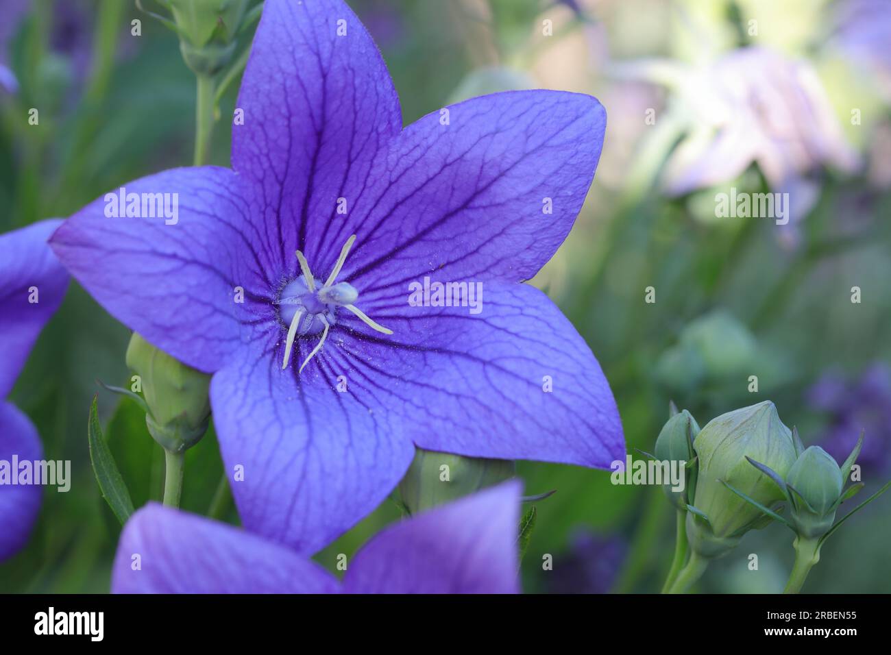 une belle fleur grande ouverte d'un platycodon grandiflorus bleu Banque D'Images