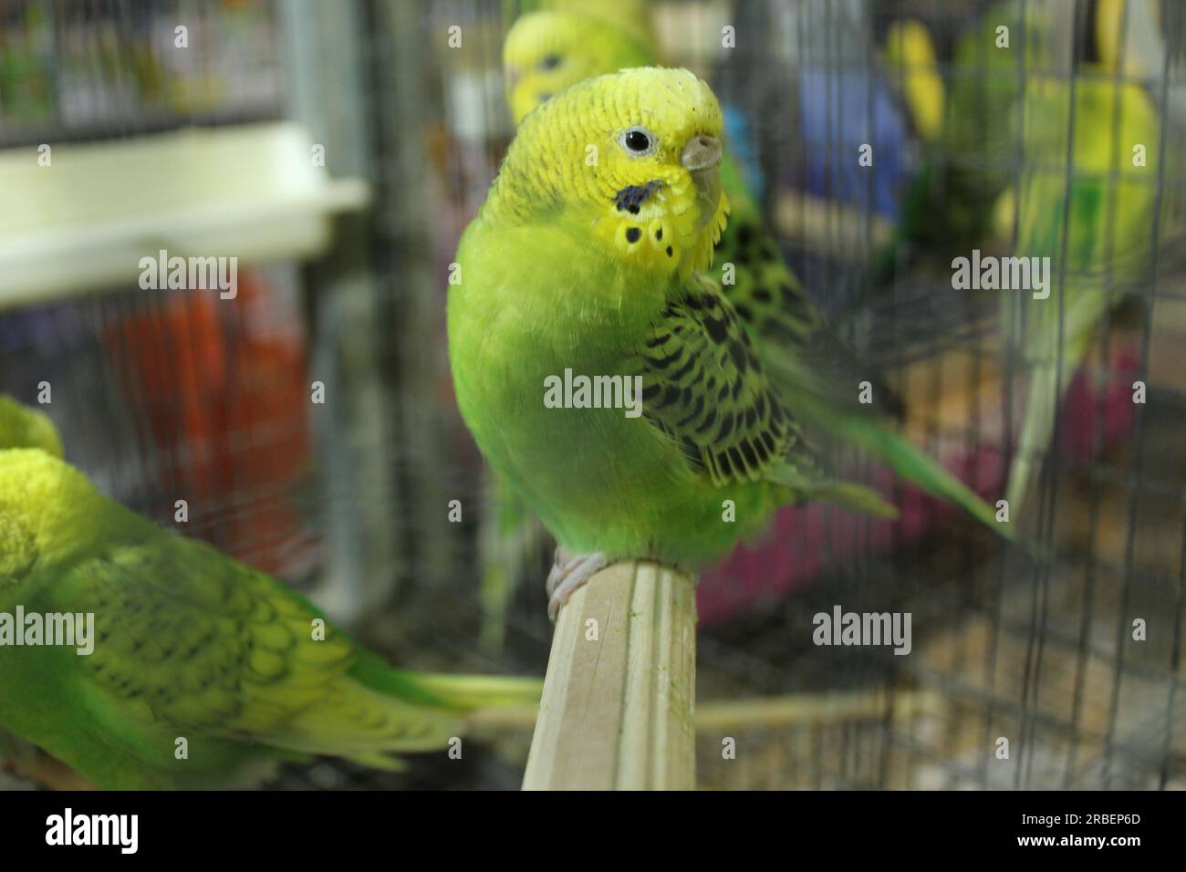 Budgerigar mâle et femelle fille et garçon assis dans une cage sur un perchoir. Animaux de compagnie, oiseaux, faune Banque D'Images