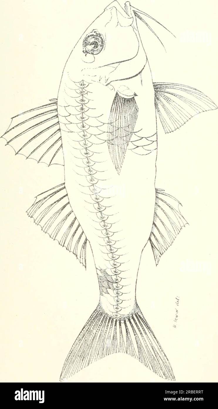 «Poissons et crustacés comestibles de Nouvelle-Galles du Sud» (1893) Banque D'Images