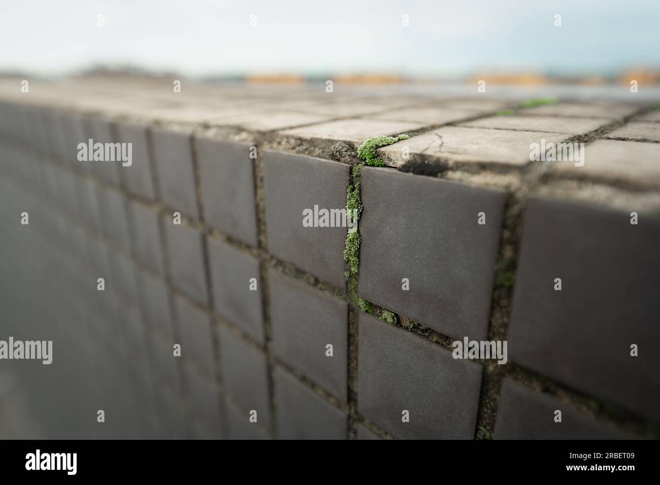 Plantes vertes poussant dans les fissures d'un immeuble résidentiel. Banque D'Images