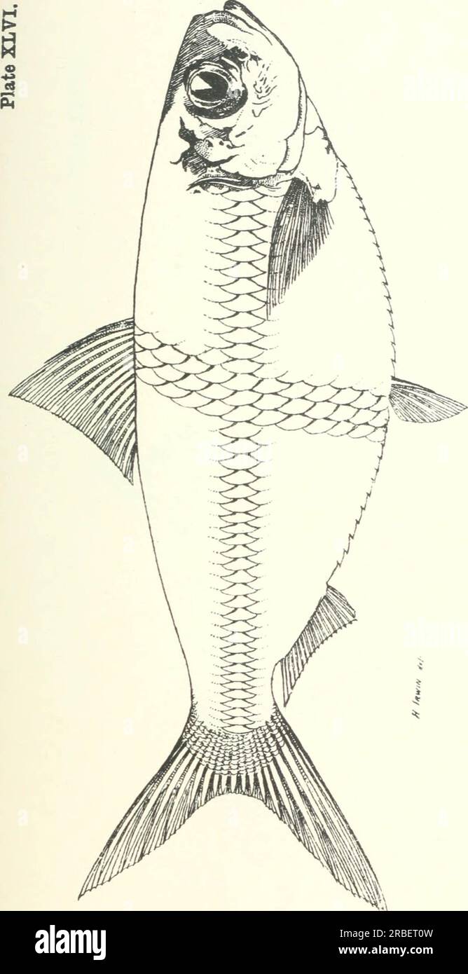 «Poissons et crustacés comestibles de Nouvelle-Galles du Sud» (1893) Banque D'Images