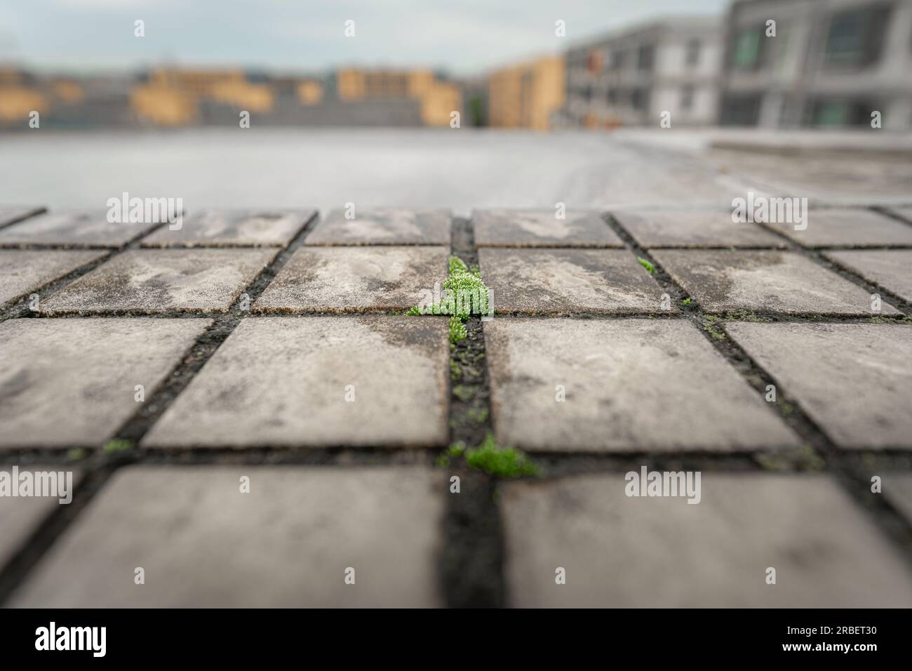 Plantes vertes poussant dans les fissures d'un immeuble résidentiel. Banque D'Images
