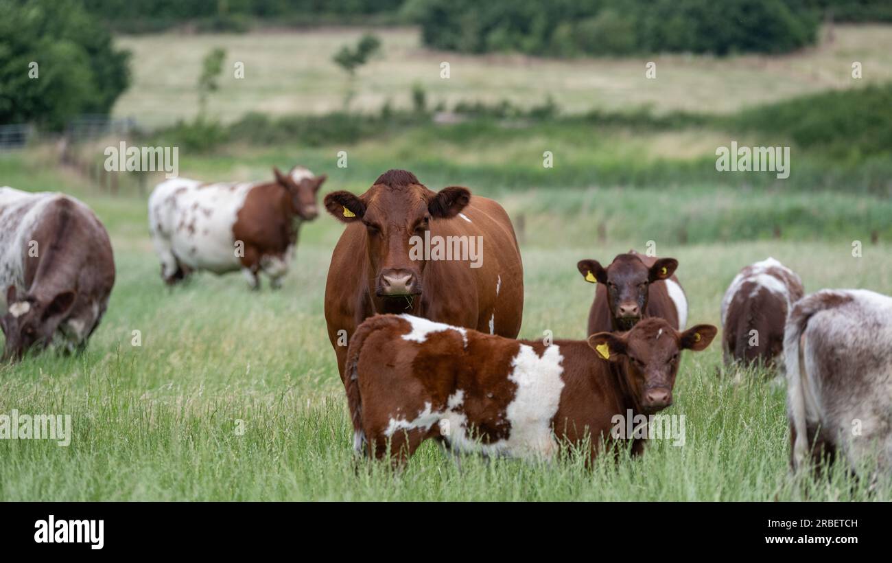 Troupeau de vaches et de veaux de bœuf shorthorn paissant dans des pâturages de plaine, Peterborough, Royaume-Uni. Banque D'Images