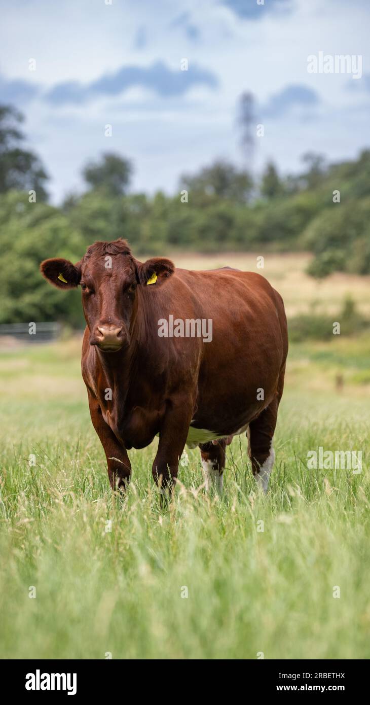 Troupeau de vaches et de veaux de bœuf shorthorn paissant dans des pâturages de plaine, Peterborough, Royaume-Uni. Banque D'Images
