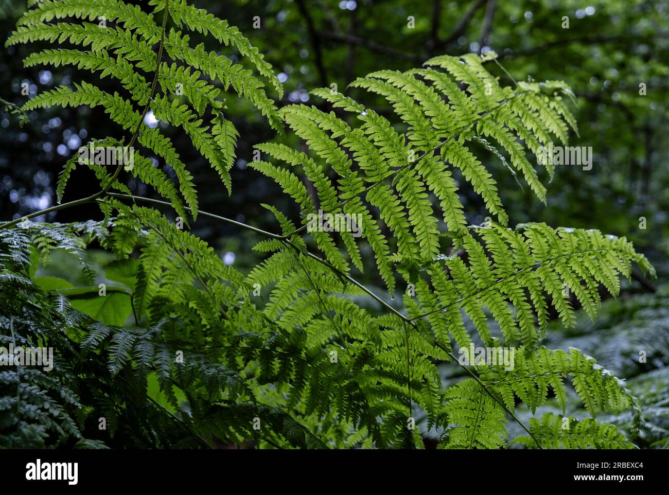 Fougère commune verdoyante au fond des bois dans le Worcestershire, en Angleterre. Les différentes nuances og green créent des natures propres. Banque D'Images