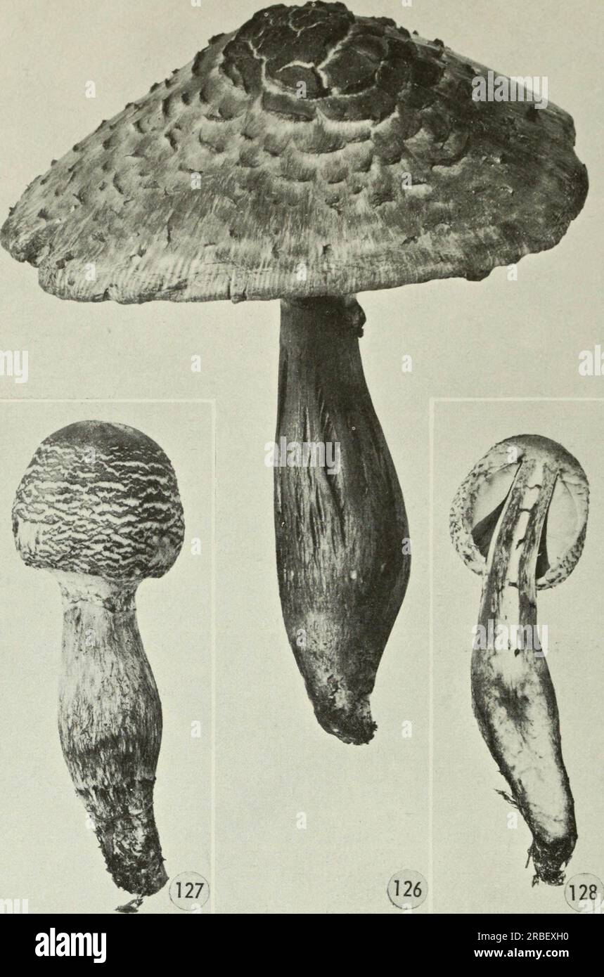 « Champignons comestibles et vénéneux du Canada » (1979) Banque D'Images