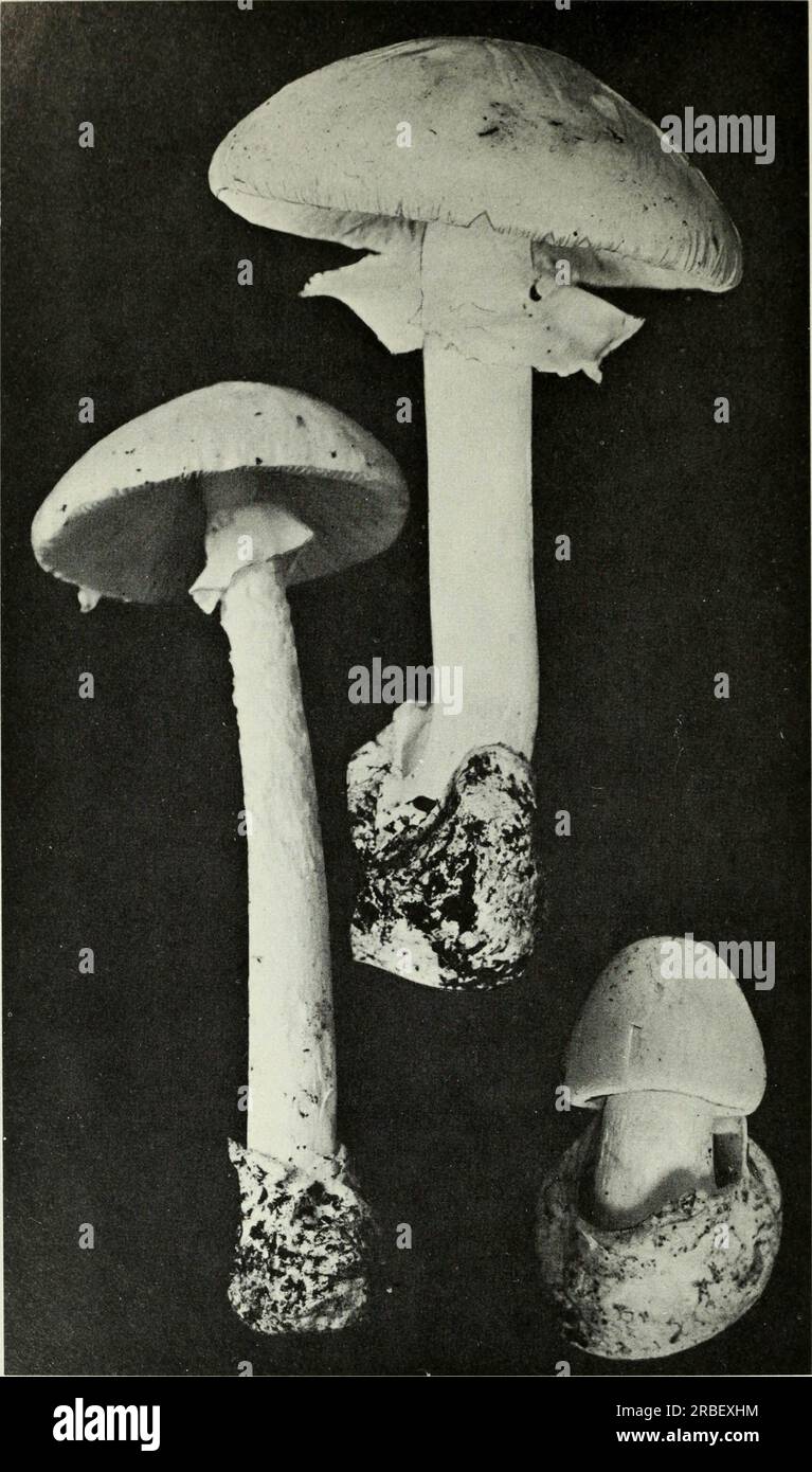 « Champignons comestibles et vénéneux du Canada » (1979) Banque D'Images